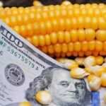العقود الآجلة للذرة تغلق بشكل متباين في ختام تداولات الأربعاء