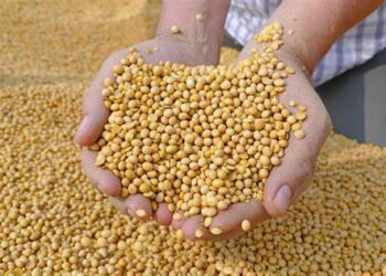 الولايات المتحدة تبيع 307.9 ألف طن من فول الصويا خلال الأسبوع