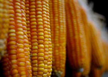 الولايات المتحدة تبيع 1.19 مليون طن من الذرة في أسبوع
