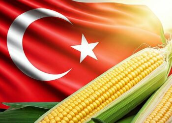 تركيا تخصص حصة جديدة لاستيراد مليون طن من الذرة معفاة من الرسوم الجمركية