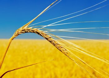 انخفاض صادرات الحبوب الأوكرانية بأكثر من 6 ملايين طن في العام 2025