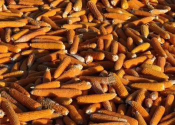 الصين تحل محل إيران في أعلى 3 مستوردين للذرة الكازاخستانية