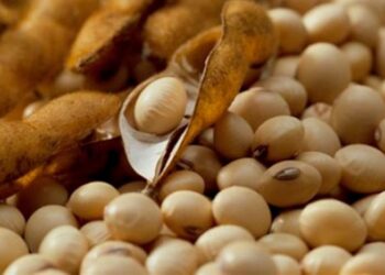 الزراعة الأمريكية: مبيعات فول الصويا الأسبوعية أعلى من التوقعات رغم غياب الصين