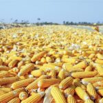 إنتاج الذرة