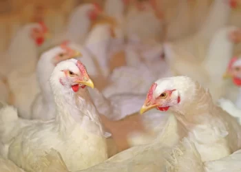 أسعار الدجاج في الشرق الأوسط تصل إلى أدنى مستوياتها على الإطلاق وسط الحظر العالمي على الدواجن البرازيلية
