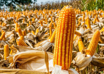 إنتاج الذرة في المكسيك يرتفع بنسبة 6.5% في الفترة 2025-2026