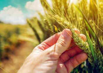تدهور محاصيل الذرة والقمح الربيعي في الولايات المتحدة