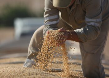 الصين تُسرع في إدخال أصناف جديدة من فول الصويا والذرة والقمح