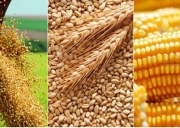 الزراعة الأمريكية: الشحنات الأسبوعية من فول الصويا والذرة والقمح ضمن التوقعات