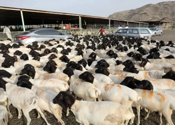«نادك» السعودية تدشن مشروعاً لتربية المواشي بـ533 مليون دولار