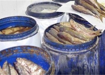 تموين كفر الشيخ: ضبط طن أسماك مملحة غير صالحة للاستهلاك الآدمي