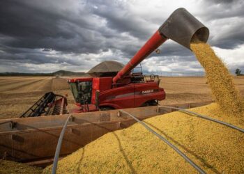 الولايات المتحدة تبيع 271.9 ألف طن من فول الصويا خلال الأسبوع.. ومصر ضمن أبرز المشترين