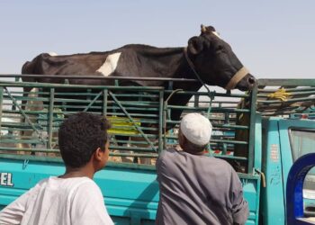 الخدمات البيطرية: فحص 165 ألف رأس و 53 ألف طائر في 400 قرية و70 سوقًا مركزيًا للماشية