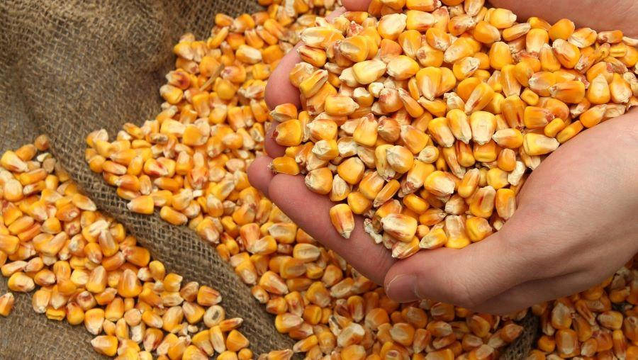 بورصة الحبوب| السيناريو العالمي يجلب الدعم وارتفاع أسعار الذرة اليوم الأربعاء