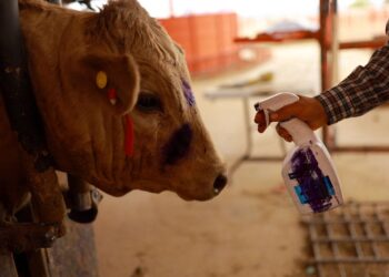 الولايات المتحدة نحظر ورادات الماشية المكسيكية بسبب الدودة الحلزونية