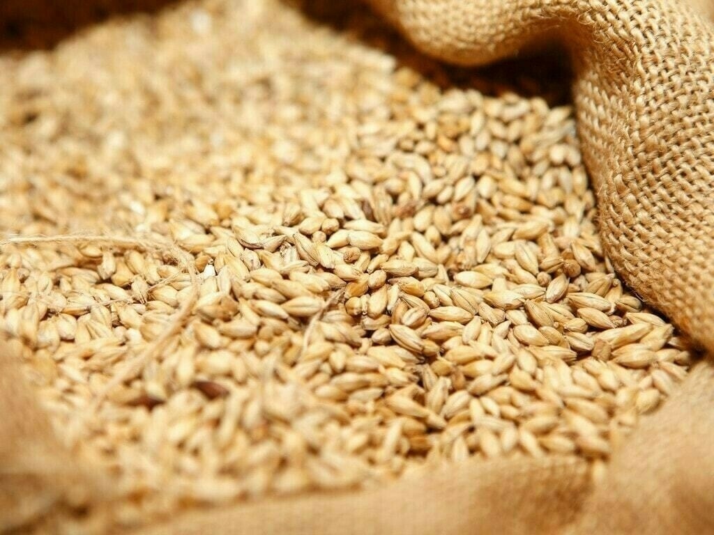 ارتفاع أسعار القمح الروسي 3 دولارات بنهاية الأسبوع الماضي