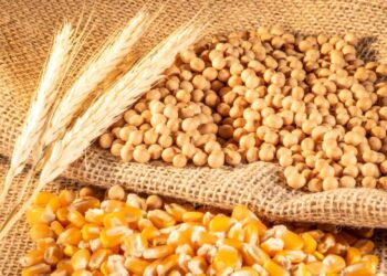 صادرات المنتجات الزراعية الأوكرانية تبلغ 11.305 مليون دولار في النصف الأول من العام