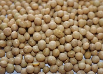 مصر أبرز المشترين.. الولايات المتحدة تبيع 349.2 ألف طن من فول الصويا خلال الأسبوع
