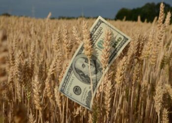 أسعار القمح في السوق الأوكرانية تستمر بالارتفاع وسط تأخر الحصاد