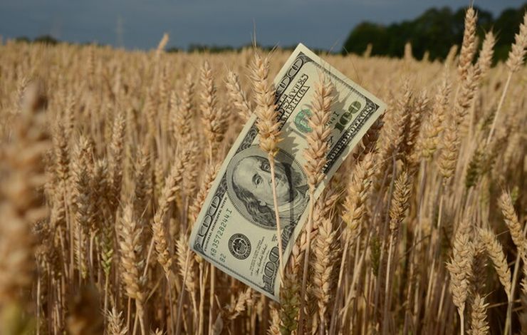 أسعار القمح في السوق الأوكرانية تستمر بالارتفاع وسط تأخر الحصاد