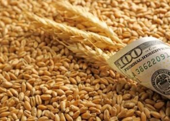 ارتفاع أسعار القمح في أوكرانيا وسط انخفاض معدلات الحصاد وزيادة الطلب على الصادرات