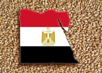 القمح
