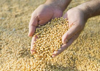 الولايات المتحدة تبيع 462,4 ألف طن من فول الصويا خلال الأسبوع.. ومصر بين أبرز المشترين