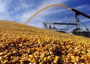 الزراعة الأمريكية تعلن بيع 242.870 طن من الذرة إلى المكسيك وكوريا الجنوبية