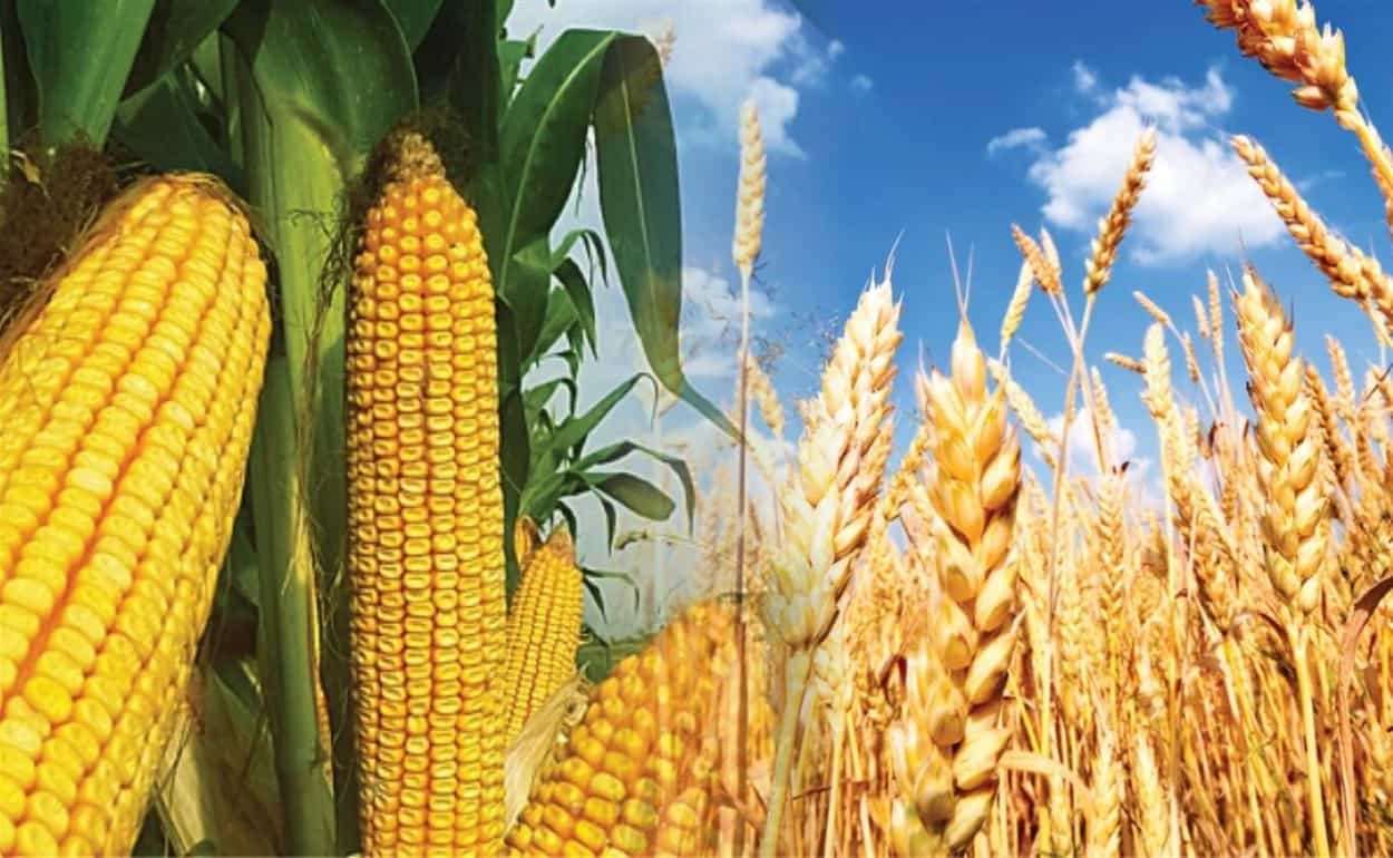 نقص الذرة يؤدي إلى ارتفاع حاد في الطلب على القمح في الصين