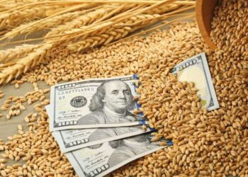 إمدادات قمح العلف تختفي من أسواق البحر الأسود.. وارتفاع أسعار الطلب إلى 210 دولارات بالطن