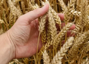 الولايات المتحدة تبيع 567,8 ألف طن من القمح من حصاد الموسم الحالي