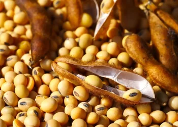 وزارة الزراعة الأمريكية: مبيعات جديدة من فول الصويا تقدر بـ 120 ألف طن