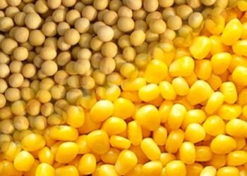 صادرات أوكرانيا من الذرة وفول الصويا تقدر بـ296 مليون دولار في يوليو