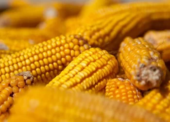 الصين تشتري 500.000 طن من الذرة الكازاخستانية في عام 2025