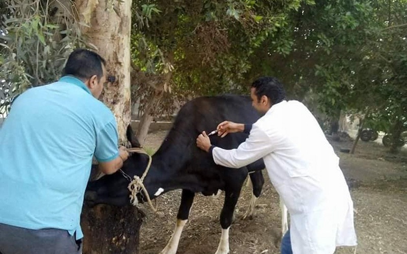 الحمى القلاعية