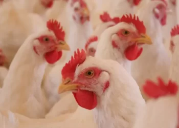 صادرات الدواجن البرازيلية تسجل 201.8 ألف طن حتى الأسبوع الثالث من أغسطس