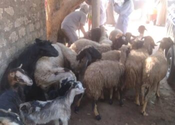 بيطري المنيا: تحصين 181 ألف رأس ماشية ضد الأمراض الوبائية