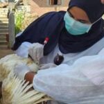 البيطرية