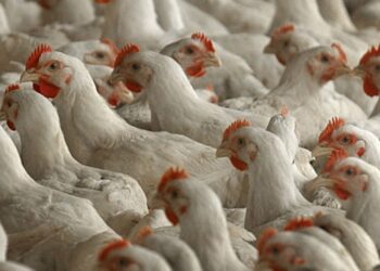 الصين تحظر واردات الدواجن الاسبانية بسبب أنفلونزا الطيور