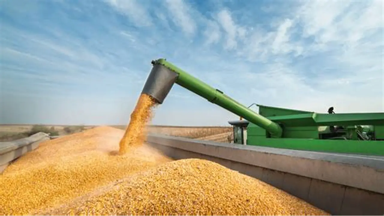 أسعار الذرة