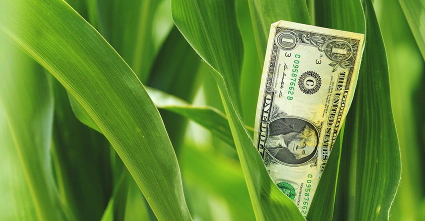 زيادة توقعات حصاد الذرة في أوكرانيا تضغط على أسعار المحصول الجديد