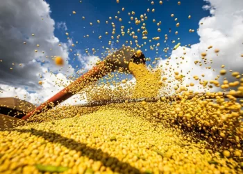 توقعات بنمو محصول فول الصويا في البرازيل بنسبة 3٪ لموسم 20252026