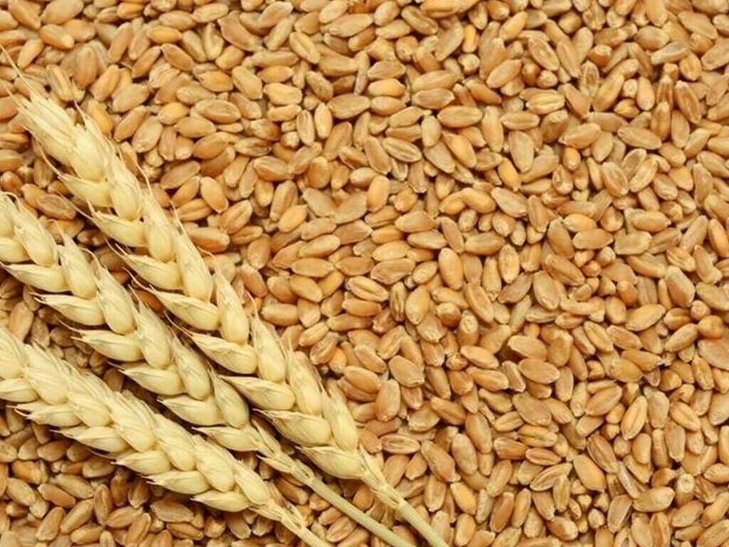 مبيعات القمح الأمريكي تسجل 722.8 ألف طن خلال الأسبوع