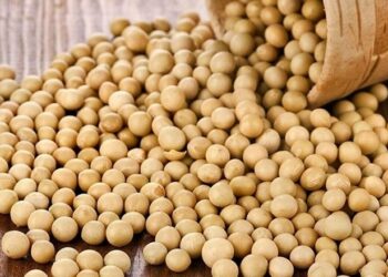 أوكرانيا تصدر 377 ألف طن من فول الصويا في يوليو