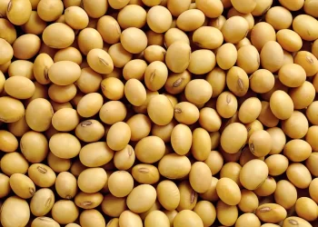 الزراعة الأمريكية: إلغاء العقود يتجاوز مبيعات فول الصويا الأسبوعية بمقدار 23.8 ألف طن