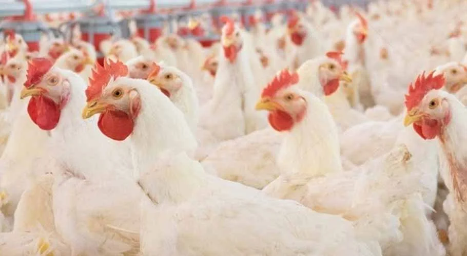 واردات كوريا الجنوبية من الدواجن تسجل مستوى قياسيا منخفضا في أغسطس وسط انخفاض الإمدادات البرازيلية