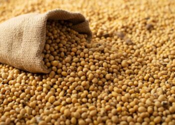 مبيعات فول الصويا الأمريكي تسجل 724.5 ألف طن خلال الأسبوع