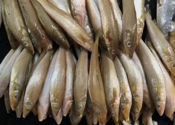 أسعار السمك