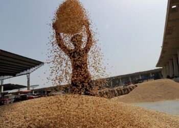 ارتفاع مخزونات الحبوب العالمية بنسبة 3.7% بحلول نهاية مواسم عام 2026