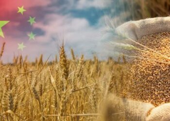 الصين تتوقع محصولا قياسيا من الحبوب في عام 2025